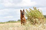 BERGER ALLEMAND 248